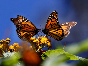 Mariposas dan pista clave para desarrollar energía solar más barata y eficiente