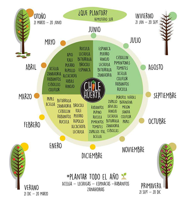 Calendario de cultivo: ¿Qué plantar y cuándo?